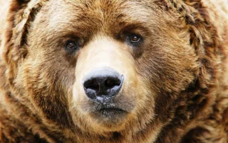 synthetic diamonds bear