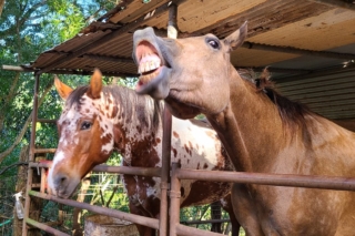 two horses and the other one is showing off teeth